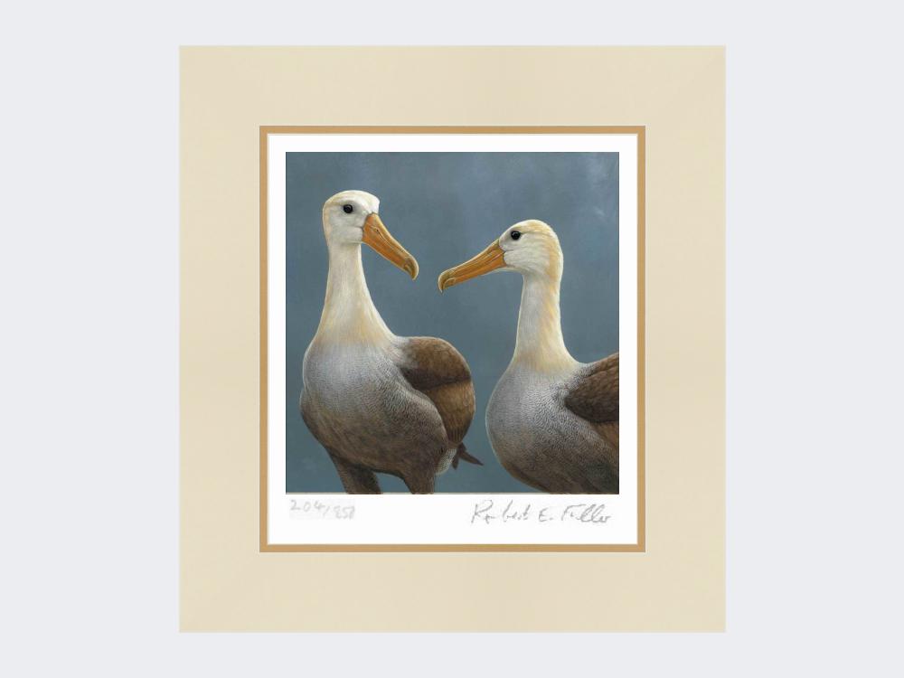 Waved-Albatross-Print-Mounted-Print-Only