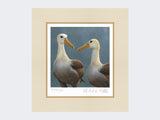 Waved-Albatross-Print-Mounted-Print-Only