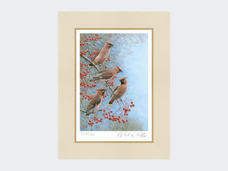 Waxwings-on-Rowan-Print-Mounted-Print-Only