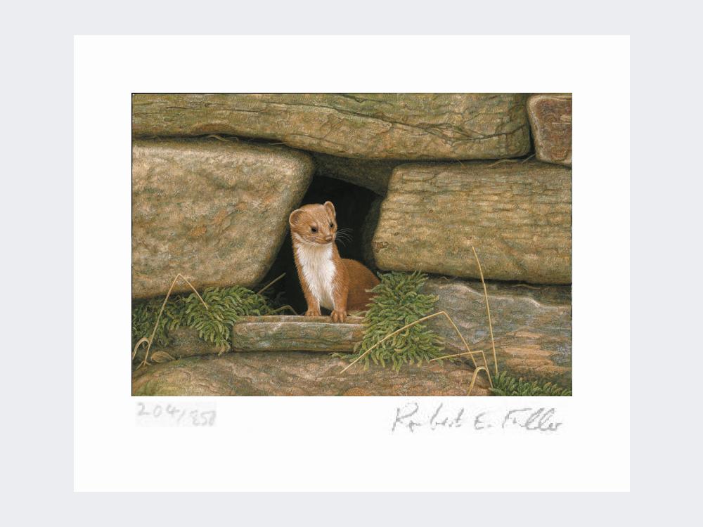 Weasel-Wall-Print-Loose-Print-Only