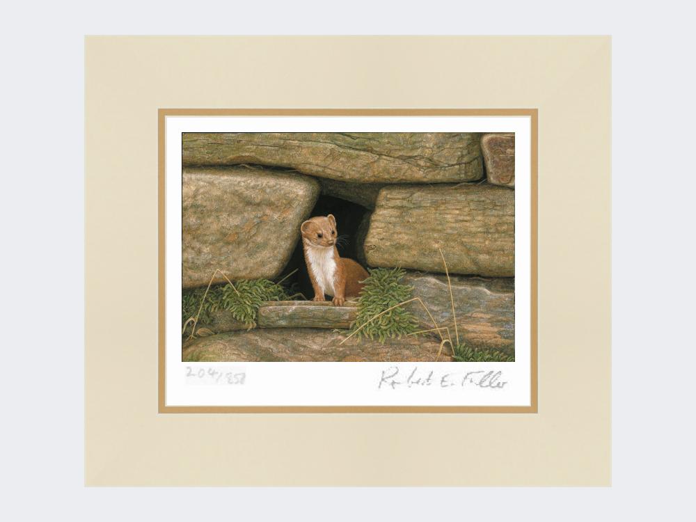 Weasel-Wall-Print-Mounted-Print-Only