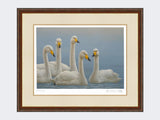 Whooper-Swans-Print-Harvest-Twist