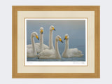 Whooper-Swans-Print-Light-Oak