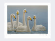 Whooper-Swans-Print-Loose-Print-Only