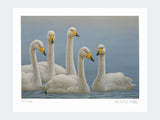 Whooper-Swans-Print-Loose-Print-Only