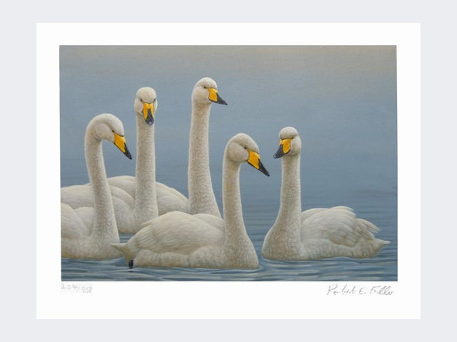 Whooper-Swans-Print-Loose-Print-Only