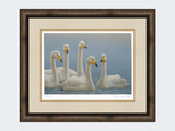 Whooper-Swans-Print-Medium-Dark-Grey-Burr