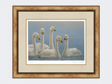 Whooper-Swans-Print-Medium-Light-Burr