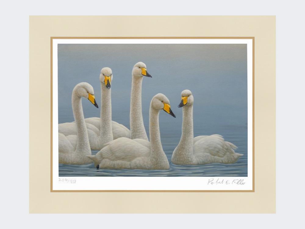 Whooper-Swans-Print-Mounted-Print-Only