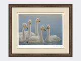 Whooper-Swans-Print-Small-Dark-Grey-Burr