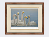 Whooper-Swans-Print-Small-Walnut-Burr