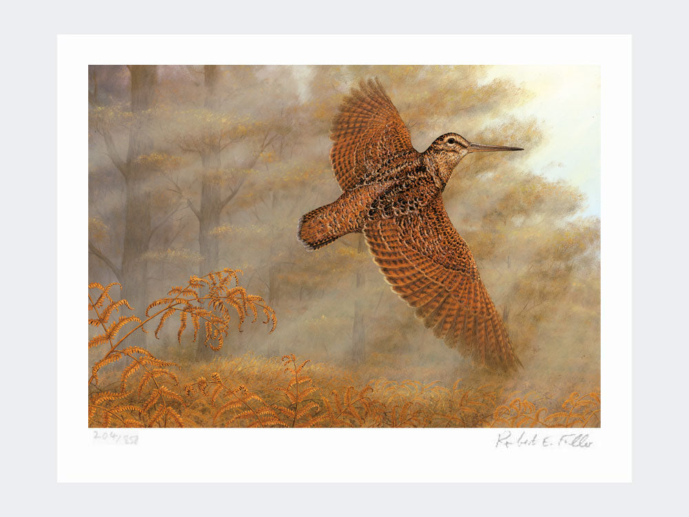 Woodcock Flush | Limited Edition Art Print