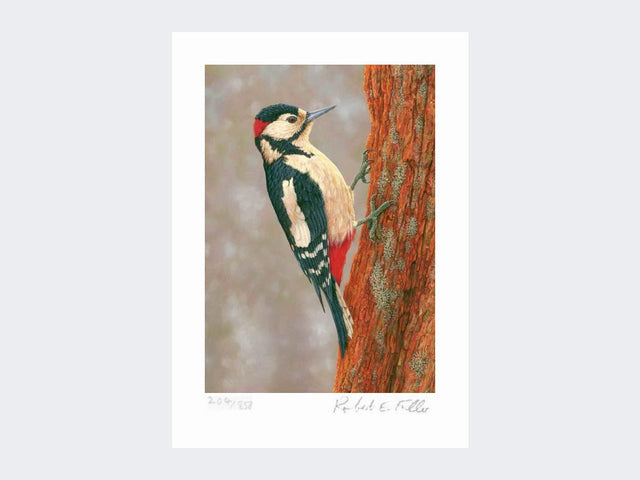 Woodpecker-at-Fotherdale-Print-Loose-Print-Only