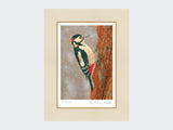 Woodpecker-at-Fotherdale-Print-Mounted-Print-Only