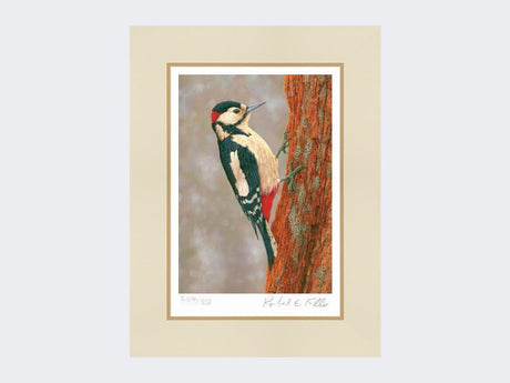 Woodpecker-at-Fotherdale-Print-Mounted-Print-Only