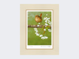 Wren-on-Cherry-Blossom-Print-Mounted-Print-Only