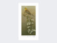 Yellowhammer-Limited-Edition-Print-Loose-Print-Only