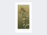 Yellowhammer-Limited-Edition-Print-Loose-Print-Only