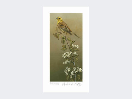 Yellowhammer-Limited-Edition-Print-Loose-Print-Only