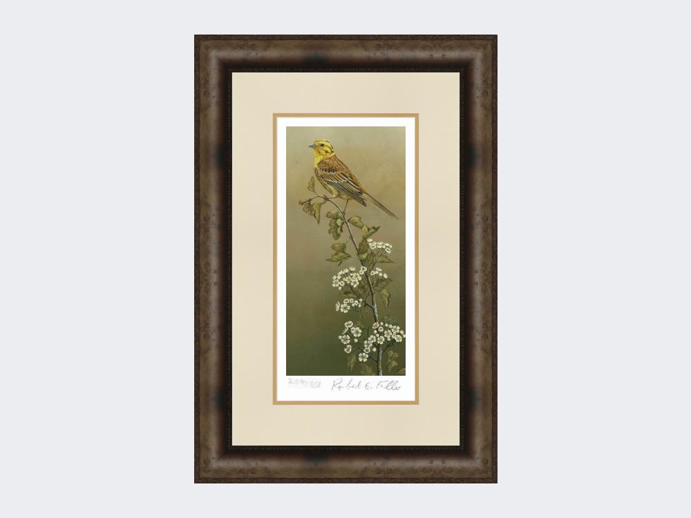 Yellowhammer-Limited-Edition-Print-Medium-Dark-Grey-Burr