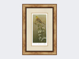 Yellowhammer-Limited-Edition-Print-Medium-Light-Burr