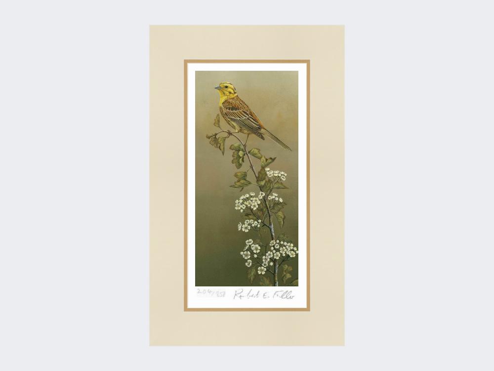 Yellowhammer-Limited-Edition-Print-Mounted-Print-Only