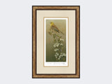 Yellowhammer-Limited-Edition-Print-Small-Light-Burr