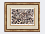 Zebra-Crossing-Print-Medium-Light-Burr