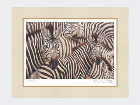 Zebra-Crossing-Print-Mounted-Print-Only