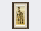 Zebra-of-Ngorongoro-Medium-Dark-Grey-Burr