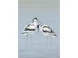 avocets-xmas