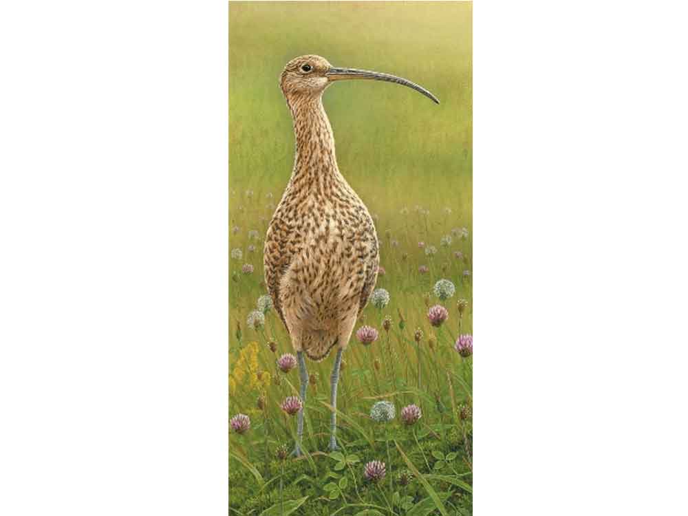 b_Curlew_wildflowers