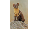 b_Inquisitve-Pine-marten