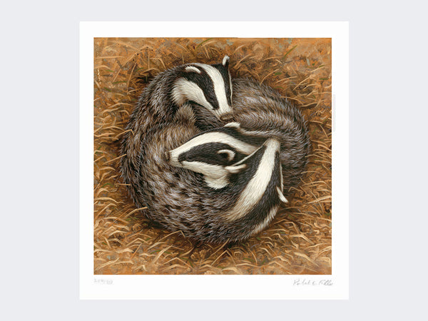 Badger Sleeping Circle | Limited Edition Art Print