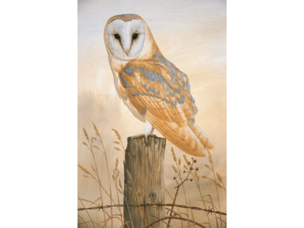 Barn Owl on Post | Pack of 5 Small Blank Greetings Cards