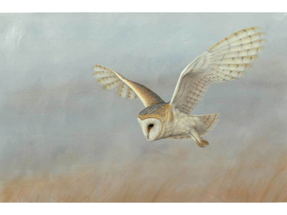 barn-owl-lookout-christmas-card