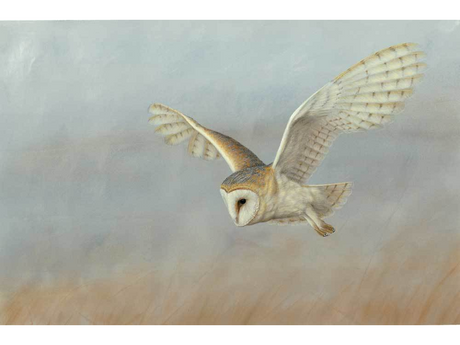 barn-owl-lookout