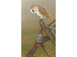 barn-owl-storm