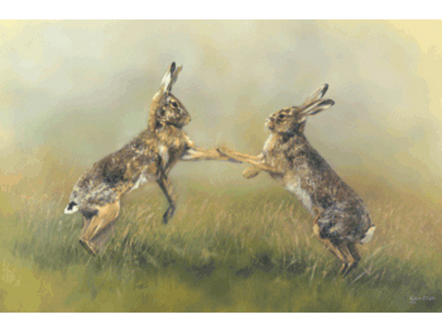 boxing-hares