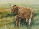 c_highland-cow-calf