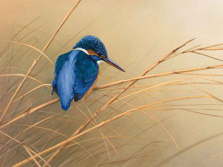 c_kingfisher-on-reeds