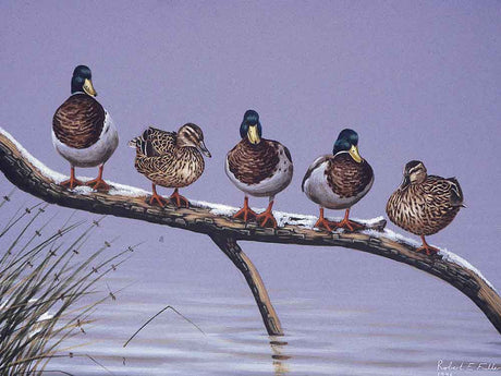 c_mallards-in-line