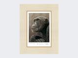 chimp-of-mahale-print-Mounted-Print-Only