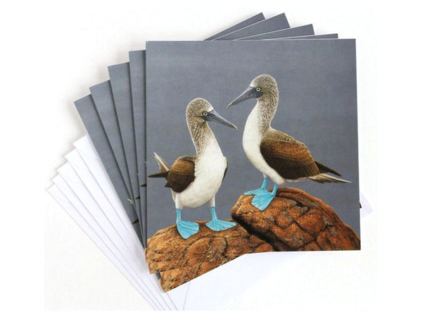 Blue Footed Boobie | Pack of 5 Christmas cards