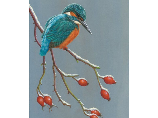 christmas-card-kingfisher-winter-watcher-1