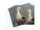 christmas-card-waved-albatross-1