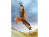 christmas-redkite-at-deepdale-1