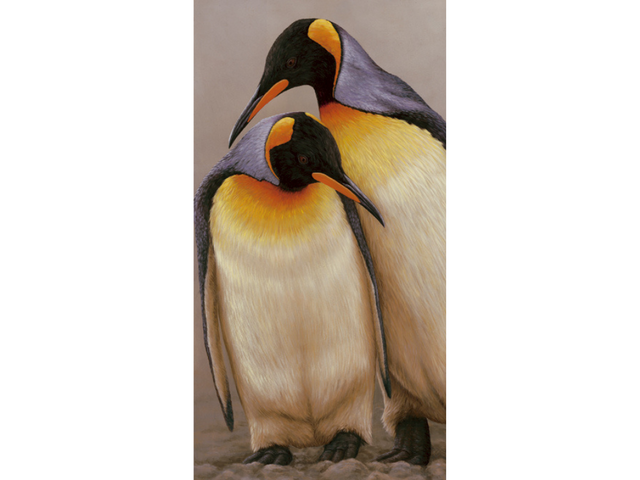 king-penguin-pair-original