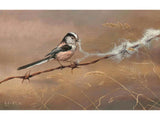 long-tail-tit-card