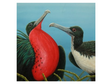 magnificent-frigate-bird